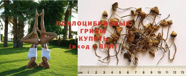 ПСИЛОЦИБИНОВЫЕ ГРИБЫ Горняк